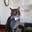 catsunami
