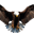 Eagle22