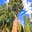 Sequoia