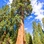 Sequoia