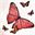 Buttefly