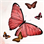 Buttefly