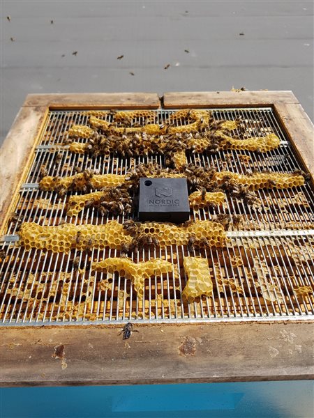 A top-down image of the inside of a beehive. Inside the beehive, a Thingy:52 is placed. It is surrounded by bees and beeswax. 